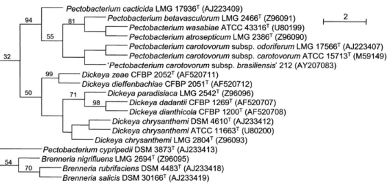 Figure  4.  Dendrogramme  phylogénétique  des  séquences  du  gène  16S  rRNA  de  sous  espèce 