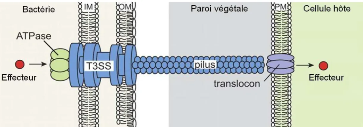Figure  6.  Représentation  schématique  du  T3SS  d’une  bactérie  phytopathogène,  d’après  Büttner and He (2009)