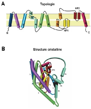 Figure  4.  A)  Représentation  en  deux  dimensions  de  l'architecture  Glt Ph  B)  Représentation 