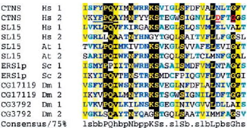 Figure 9. Alignement des séquences intra et inter protéiques dans la famille des protéines à motif PQ