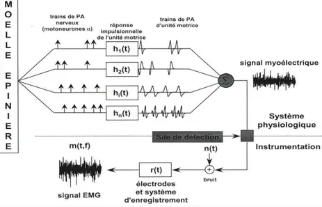 Figure 33 : Modélisation du signal EMG global généré à partir de potentiels d’unité motrice