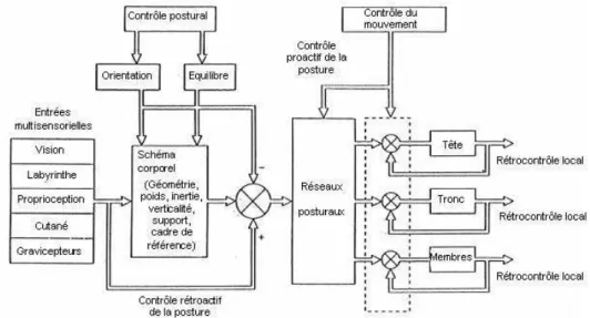 Figure 7: Organisation centrale et hiérarchique du maintien postural avec deux niveaux : le niveau de référence  (schéma corporel) et le niveau de contrôle (réseaux posturaux) (d'après Massion, 1998)