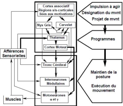Figure 13 : Systèmes sensorimoteurs impliqués dans le contrôle moteur et leur hiérarchisation  (issu de  Dupui et Montoya, 2003 ) 