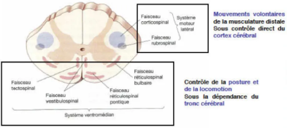 Figure 15 : Voies motrices descendantes, le système latéral et ventro-médian 
