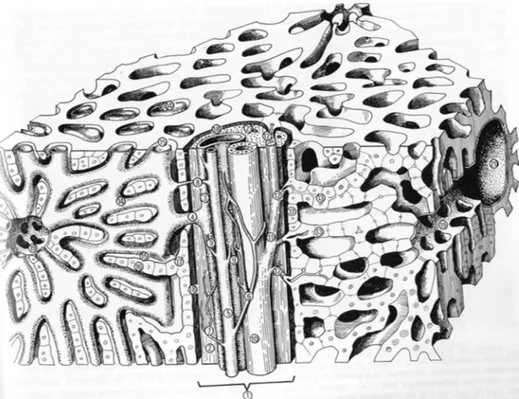 Figure 1.1 – Schéma tridimensionnel du tissu hépatique. 1 : espace porte, 2 : tissu conjonctif portal, 3 : branche de la veine porte, 4 : veine axiale distributrice, 5 : branche de l’artère hépatique, 6 : plexus artériel péribiliaire, 7 : réseau artériel i