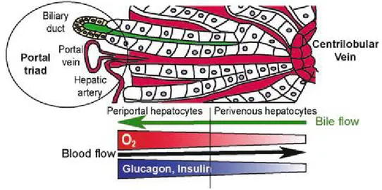 Figure 1.6 – La travée hépatocytaire dans le concept de zonage métabolique. La circulation sanguine (en rouge) se fait dans un sens porto-central alors que le flux biliaire canaliculaire (en vert) se fait dans le sens opposé