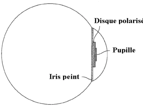 Figure 1-3 : Section de la prothèse d’œil avec un disque polarisé. Adapté de (Young, 2007)