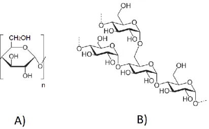 Figure 2.9: Amylose monomer (A) and amylopectin (B) branched structure. 