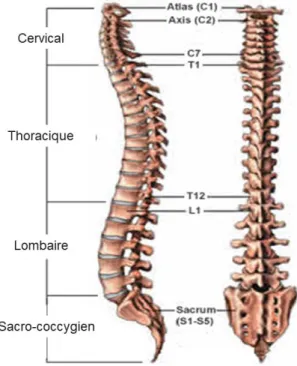 Figure 2.1 Colonne vertébrale vue latérale  gauche et postérieure, © (Netter, 2006) 