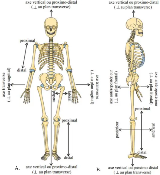 Figure 4.2 Définition des plans et axes anatomiques dans A. le plan frontal et B. le plan sagittal  (Laitenberger, 2015) 