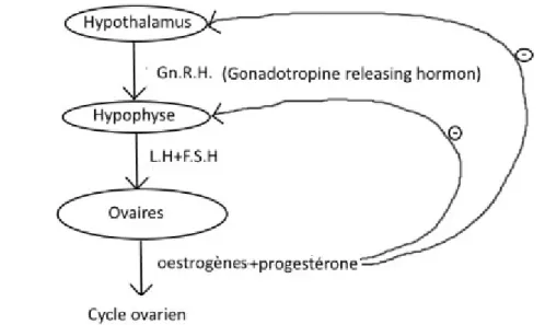 Figure 1.1  Exemple de rétroaction négative durant la phase lutéale.