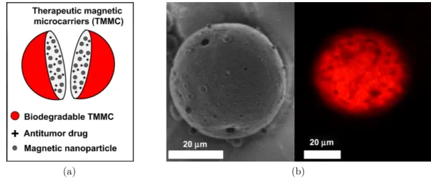 Figure 2.3 La livraison ciblée de médicaments peut être réalisée par le guidage de micro- micro-transporteurs thérapeutiques magnétiques comme les TMMCs, qui enferment des particules magnétiques et des molécules thérapeutiques dans une capsule biodégradabl