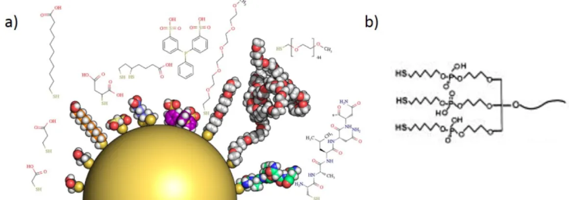 Figure 1.11 – a) Représentation d’une nanoparticule d’or de 5 nm de diamètre recouverte de diffé- diffé-rentes molécules greffées à l’aide d’un groupement thiol (extrait de [91])