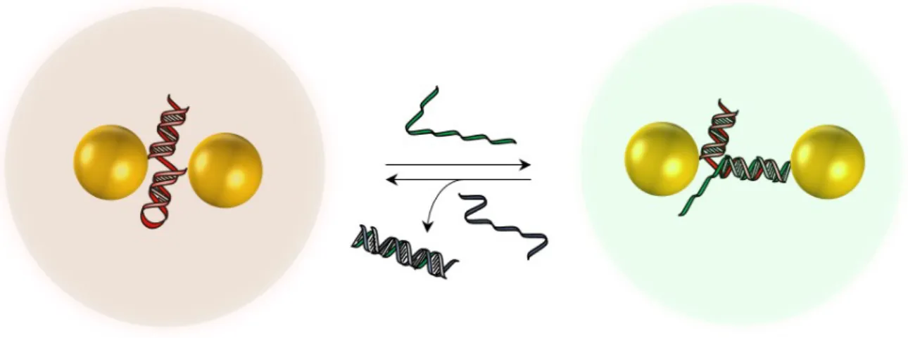 Figure 1.16 – Schéma d’un dimère de nanoparticules d’or assemblé sur un échafaudage d’ADN dynamique.