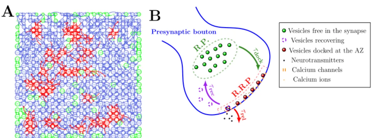 Figure 10: Modeling the pre-Bötzinger Complex. A: Example of a neuronal network (400 neurons) where neurons are located on a square lattice
