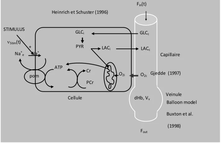 figure 1 : modèle compartimental (Buxton et al. 1998) 