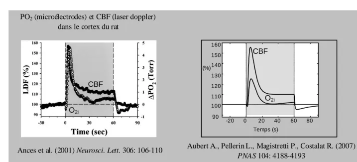 figure  2 : comparaison entre les cinét iques du CBF et de la concentration tissulaire  d’oxygène (O 2i ) mesurées par Ances et al