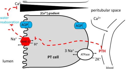 Figure 1.5: Renal calcium handling in the proximal tubule. PTH inhibits the activity of NHE-3 [ 56 ].