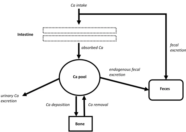 Figure 1.13: Schematic diagram of calcium exchanges between plasma, bone, intestine, and kidney