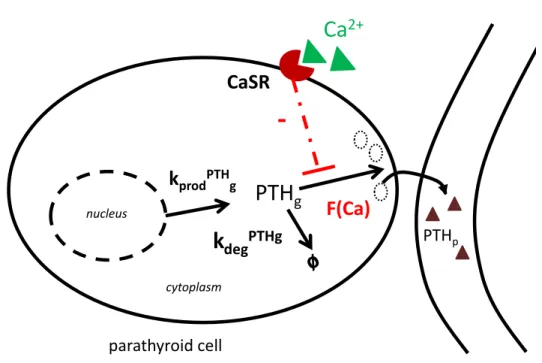 Figure 3.1: What we modeled in a parathyroid cell. As a result, the equation describing the behaviour of P T H g is:
