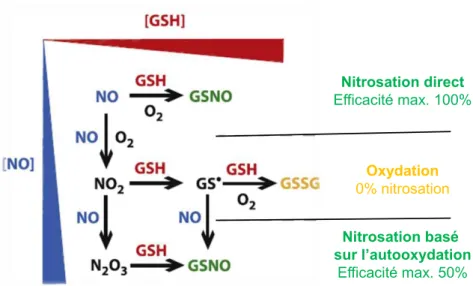 Figure 2 : Mécanisme de formation de GSNO selon la concentration en glutathion (GSH) et en NO