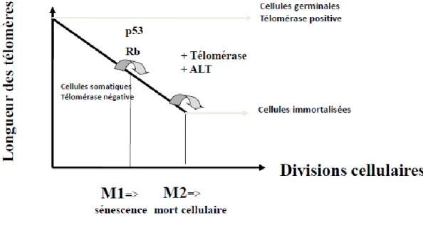 Graphique  représentant  la  taille  des  télomères  en  fonction  du  nombre  de  divisions  cellulaires  pour  différents  types  de  cellules