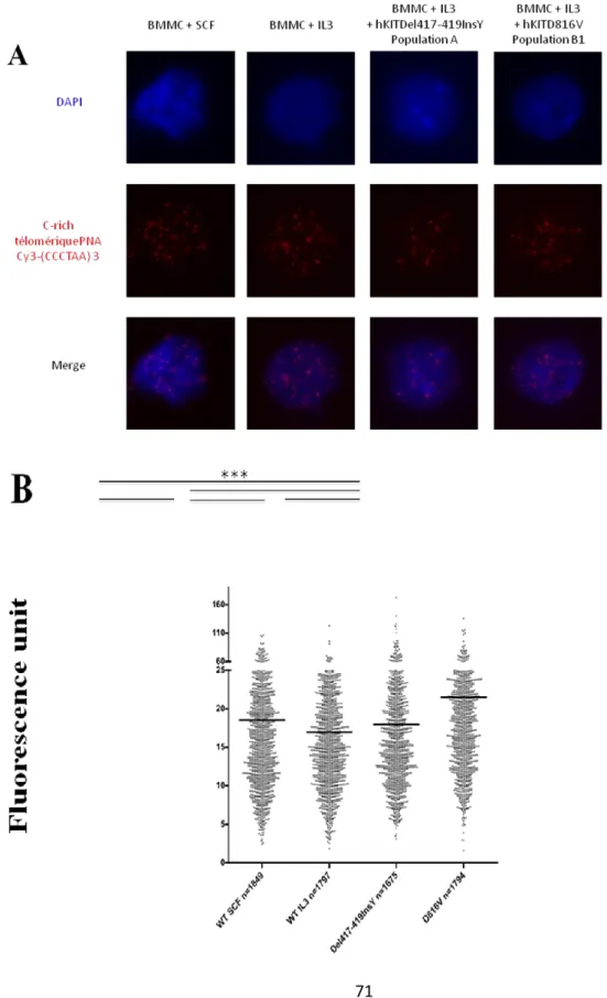 Figure 4. FISH analysis of BMMC transfected with various c-Kit mutations.  