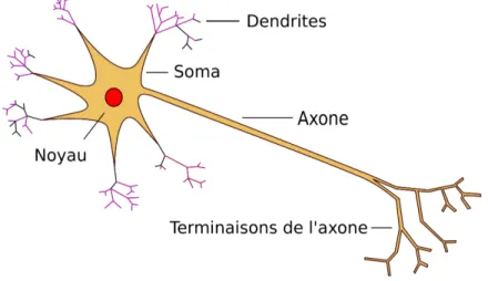 Figure 2.1 Représentation simple des différentes parties d’un neurone