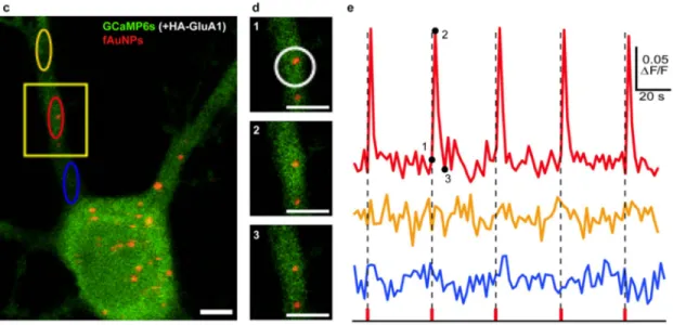 Figure 2.8 Résultats d’expériences de stimulation de neurones assistée par nanoparticules