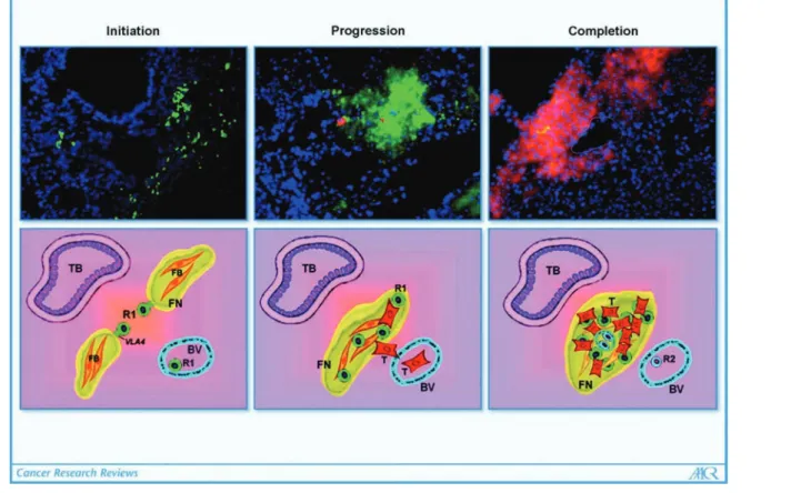Figure 5: Mobilisation des cellules hématopoïétiques pro-génitrices  (HPC) vers la  niche pré-métastatique