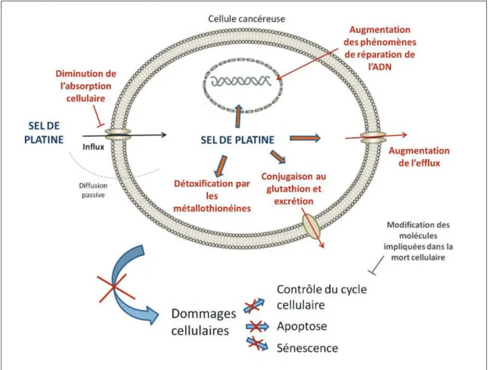 Figure 6: Mécanismes de résistances aux sels de platines mis en œuvre par les  cellules tumorales ovariennes