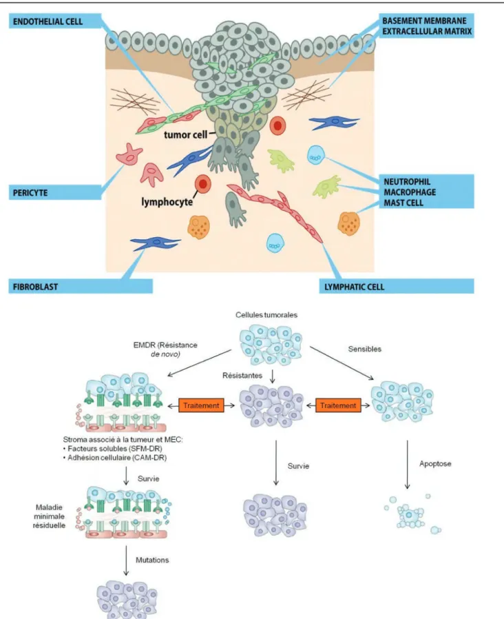Figure  7: Composition du microenvironnement tumoral et résistances liées au  stroma tumoral