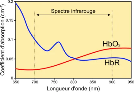 Figure 1.2: Spectre d’absorption de l’oxyh´ emoglobine (HbO 2 ) et d´ esoxyh´ emoglobine (HbR)
