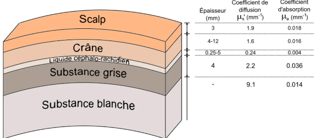Figure 1.3: Mod` ele des diff´ erentes couches ` a la surface de la tˆ ete (donn´ ees provenant de Okada et Delpy (2003))