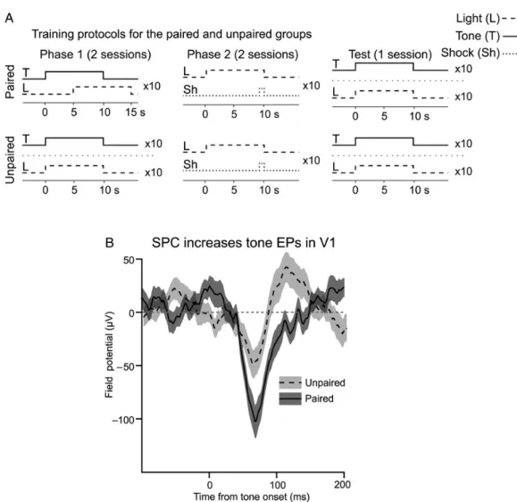 Figure	  I-­‐	  12:	  un	  apprentissage	  associatif	  peut	  induire	  une	  plasticité	  inter-­‐modale	   dans	  le	  cortex	  visuel	  primaire.	  	  