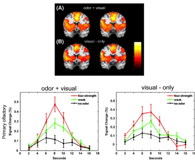 Figure	  I-­‐	  13:	  augmentation	  de	  l'activité	  du	  cortex	  olfactif	  en	  réponse	  à	  un	  stimulus	   visuel	  précédemment	  associé	  à	  une	  odeur.	  	  