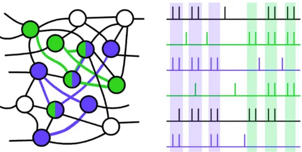 Figure	
  II-­‐1:	
  représentation	
  schématique	
  de	
  l’hypothèse	
  du	
  codage	
  par	
  assemblées	
   neuronales.	
  	
  