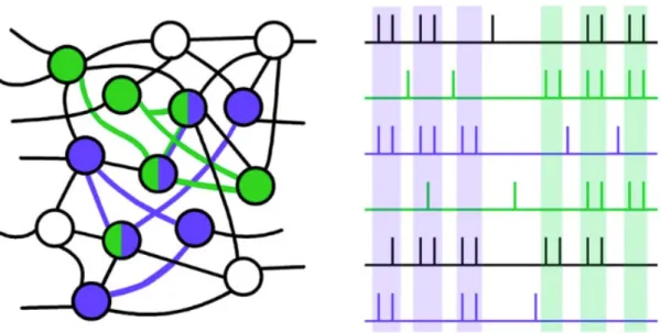 Figure	  II-­‐1:	  représentation	  schématique	  de	  l’hypothèse	  du	  codage	  par	  assemblées	   neuronales.	  	  