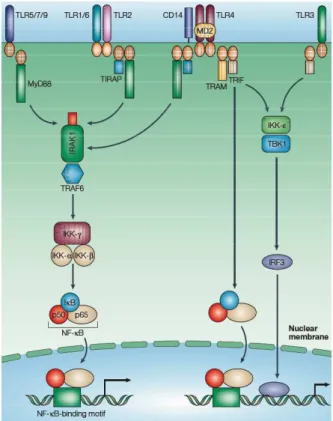 Figure 3. Schéma de la signalisation intracellulaire dépendante des TLRs. L’engagement 