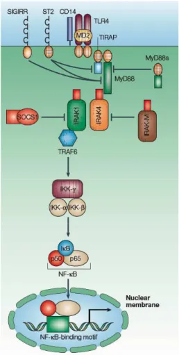 Figure  4.  Régulation  négative  de  la  signalisation  des  TLRs.  De  nombreuses  molécules 