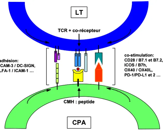 Figure  5.  La  synapse  immunologique.  Lorsqu’un  LT  rencontre  une  CPA  présentant  un 