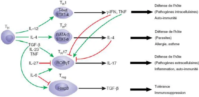 Figure 6. Différenciation et spécialisation fonctionnelle des sous-populations lymphocytaires 