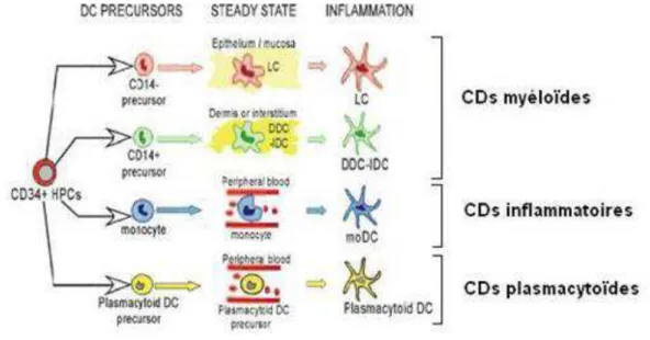 Figure  7 :  Classification  des  cellules  dendritiques  (CDs)  humaines.  A  partir  des  cellules 