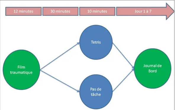 Figure 2 : Protocole expérimental de l’étude de Holmes et al., 2009. 