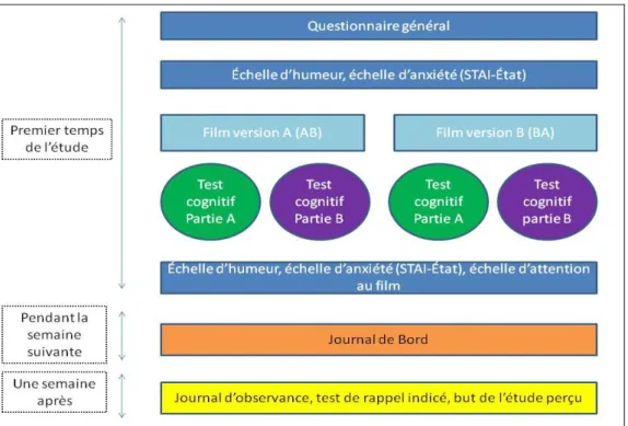 Figure 3: Représentation schématique du protocole expérimental utilisé suggéré par les  informations contenues dans l'article de Holmes et al., 2009
