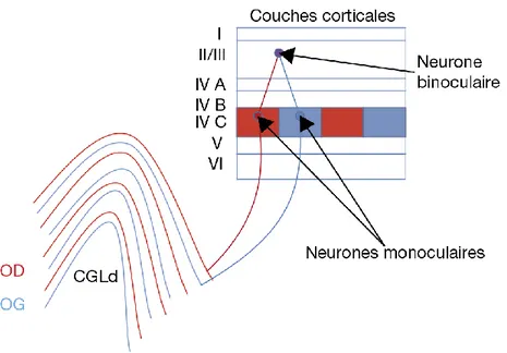 Figure 2 : Les différentes couches cellulaires du cortex visuel primaire (V1). D’après Bui Quoc et al