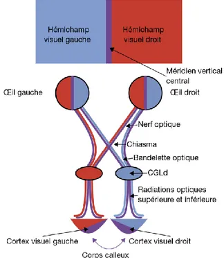 Figure 3 : Unification des deux hémichamps visuels par le corps calleux. D’après Bui Quoc et al