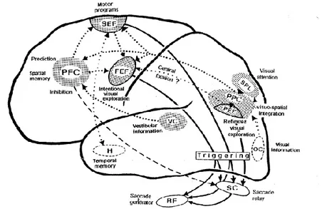 Figure 15: Circuits corticaux des mouvements de saccades. D’après Pierrot-Deseilligny et al