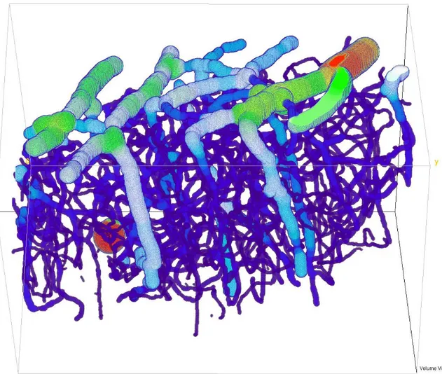 Figure 1.1 Exemple de microvasculature du néocortex (MI63). Dans cette image  reconstruite, la  couleur est corrélée au diamètre des vaisseaux