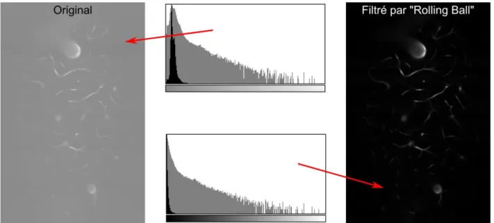 Figure  3.3  Effet  de  l'algorithme  « Rolling  Ball »  sur  l'histogramme  (gauche :  Original,  droit :  Sans arrière-plan, centre: histogramme en noir, log(histogramme) en gris)